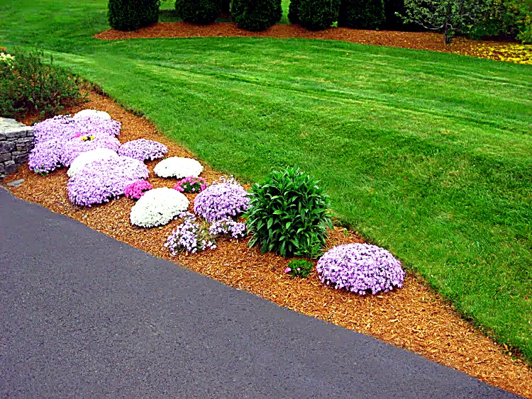 Mulched flower bed